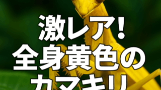 Thumbnail of post image 048